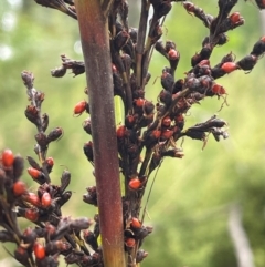 Gahnia sieberiana at Monga National Park - 13 Mar 2024