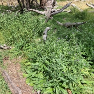 Echium plantagineum at Mount Majura - 13 Mar 2024