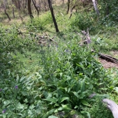 Echium plantagineum at Mount Majura - 13 Mar 2024