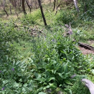 Echium plantagineum at Mount Majura - 13 Mar 2024