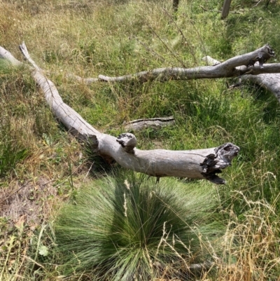 Nassella trichotoma (Serrated Tussock) at Mount Majura - 13 Mar 2024 by waltraud