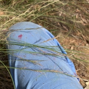 Aristida ramosa at Mount Majura - 13 Mar 2024