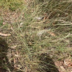 Aristida ramosa at Mount Majura - 13 Mar 2024 03:46 PM