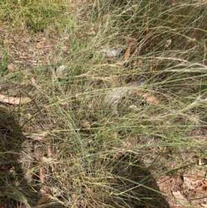 Aristida ramosa at Mount Majura - 13 Mar 2024