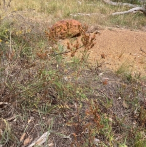 Hypericum perforatum at Mount Majura - 13 Mar 2024