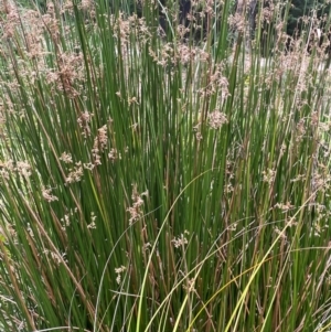 Juncus alexandri subsp. alexandri at QPRC LGA - 13 Mar 2024