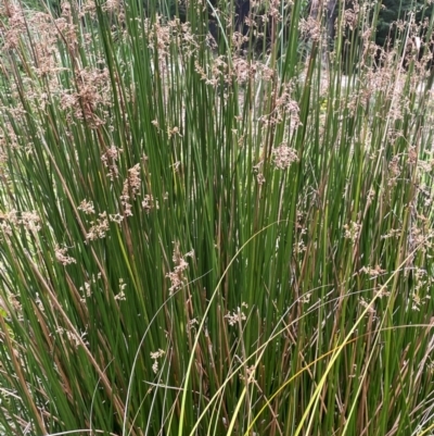 Juncus alexandri subsp. alexandri at Monga, NSW - 13 Mar 2024 by JaneR