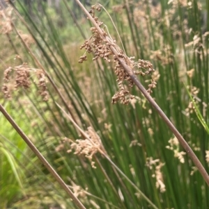 Juncus alexandri subsp. alexandri at QPRC LGA - 13 Mar 2024