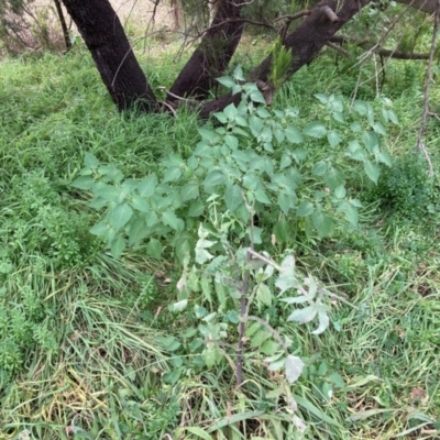 Solanum nigrum (Black Nightshade) at Watson, ACT - 13 Mar 2024 by waltraud