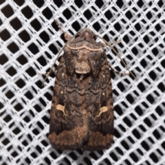 Proteuxoa microspila (Little Noctuid) at Jerrabomberra, NSW - 13 Mar 2024 by DianneClarke