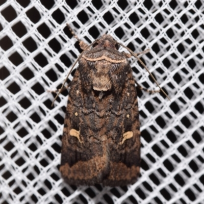 Proteuxoa microspila (Little Noctuid) at QPRC LGA - 13 Mar 2024 by DianneClarke