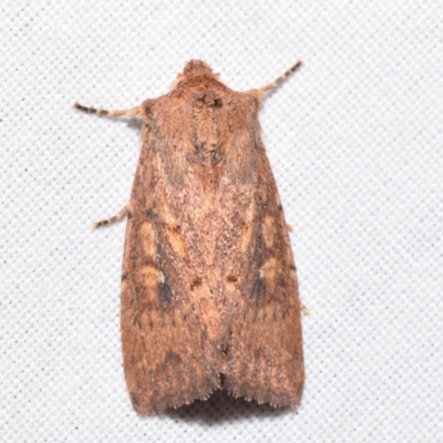 Dasygaster (genus) (A Noctuid moth) at Jerrabomberra, NSW - 13 Mar 2024 by DianneClarke