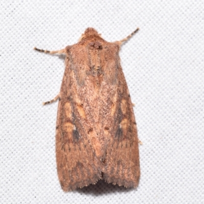 Dasygaster (genus) (A Noctuid moth (Noctuinae)) at QPRC LGA - 13 Mar 2024 by DianneClarke