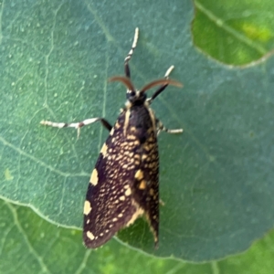 Cebysa leucotelus at Mount Ainslie - 13 Mar 2024