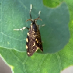 Cebysa leucotelus at Mount Ainslie - 13 Mar 2024