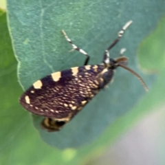 Cebysa leucotelus at Mount Ainslie - 13 Mar 2024