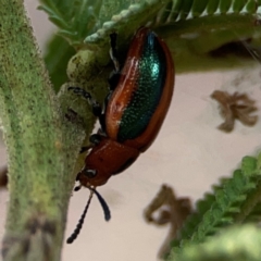 Calomela bartoni (Acacia Leaf Beetle) at Mount Ainslie - 13 Mar 2024 by Hejor1