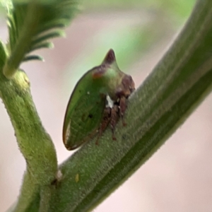 Sextius virescens at Mount Ainslie - 13 Mar 2024 03:40 PM