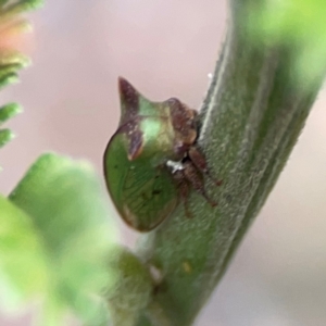 Sextius virescens at Mount Ainslie - 13 Mar 2024