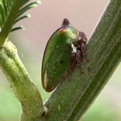 Sextius virescens at Mount Ainslie - 13 Mar 2024 03:40 PM