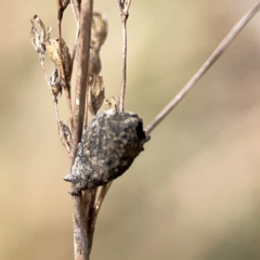 Cryptocephalinae (sub-family) (A case-bearing leaf beetle) at Mount Ainslie - 13 Mar 2024 by Hejor1