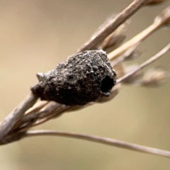 Cryptocephalinae (sub-family) at Mount Ainslie - 13 Mar 2024