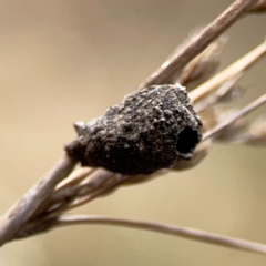 Cryptocephalinae (sub-family) at Mount Ainslie - 13 Mar 2024