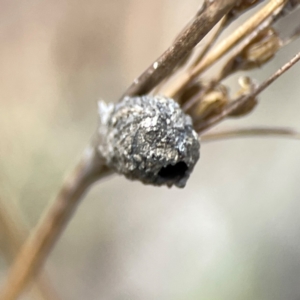 Cryptocephalinae (sub-family) at Mount Ainslie - 13 Mar 2024 03:38 PM