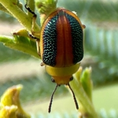 Calomela parilis (Leaf beetle) at Campbell, ACT - 13 Mar 2024 by Hejor1