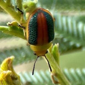 Calomela parilis at Mount Ainslie - 13 Mar 2024