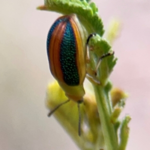 Calomela parilis at Mount Ainslie - 13 Mar 2024