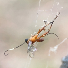 Ichneumonidae (family) (Unidentified ichneumon wasp) at Campbell, ACT - 13 Mar 2024 by Hejor1