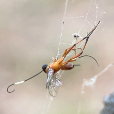 Ichneumonidae (family) (Unidentified ichneumon wasp) at Campbell, ACT - 13 Mar 2024 by Hejor1