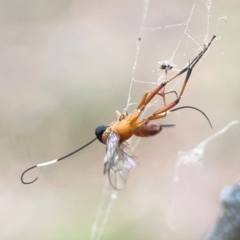 Ichneumonidae (family) at Mount Ainslie - 13 Mar 2024