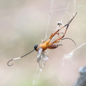 Ichneumonidae (family) at Mount Ainslie - 13 Mar 2024 03:35 PM