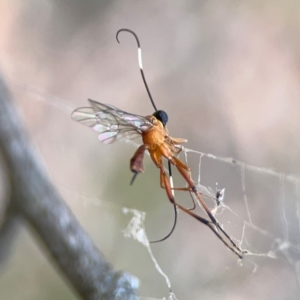 Ichneumonidae (family) at Mount Ainslie - 13 Mar 2024