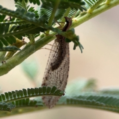 Stenosmylus tenuis (Osmylid lacewing) at Campbell, ACT - 13 Mar 2024 by Hejor1