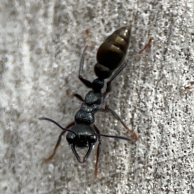 Myrmecia piliventris (Golden tail bull ant) at Campbell, ACT - 13 Mar 2024 by Hejor1