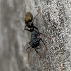 Myrmecia piliventris at Mount Ainslie - 13 Mar 2024