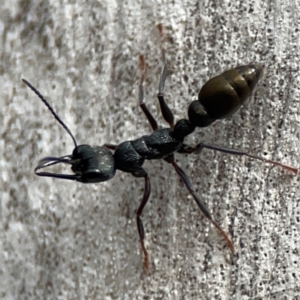 Myrmecia piliventris at Mount Ainslie - 13 Mar 2024