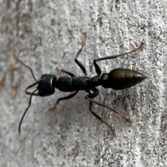 Myrmecia piliventris at Mount Ainslie - 13 Mar 2024