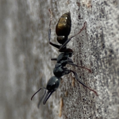 Myrmecia piliventris at Mount Ainslie - 13 Mar 2024