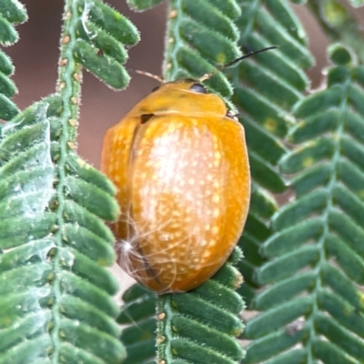 Paropsisterna cloelia (Eucalyptus variegated beetle) at Campbell, ACT - 13 Mar 2024 by Hejor1