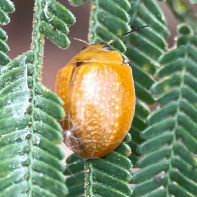 Paropsisterna cloelia (Eucalyptus variegated beetle) at Mount Ainslie - 13 Mar 2024 by Hejor1