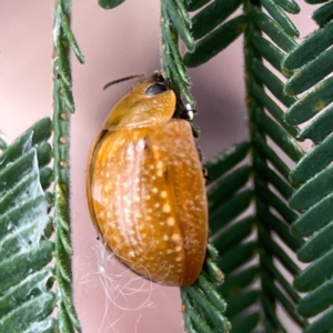 Paropsisterna cloelia at Mount Ainslie - 13 Mar 2024