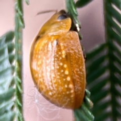 Paropsisterna cloelia at Mount Ainslie - 13 Mar 2024