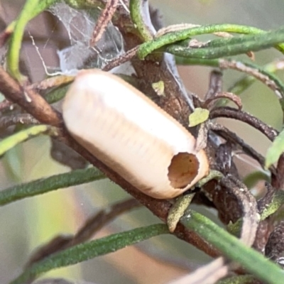 Blattodea (order) (Unidentified cockroach) at Campbell, ACT - 13 Mar 2024 by Hejor1