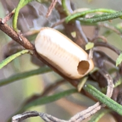 Blattodea (order) at Mount Ainslie - 13 Mar 2024