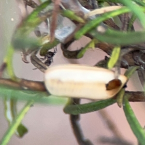 Blattodea (order) at Mount Ainslie - 13 Mar 2024 03:30 PM