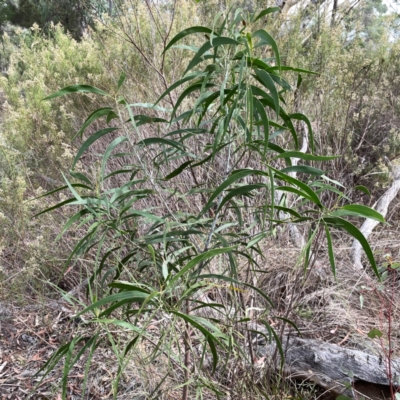 Acacia implexa (Hickory Wattle, Lightwood) at Campbell, ACT - 13 Mar 2024 by Hejor1